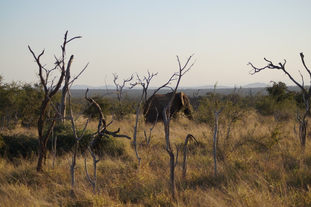 Elefant Hlane Eswatini