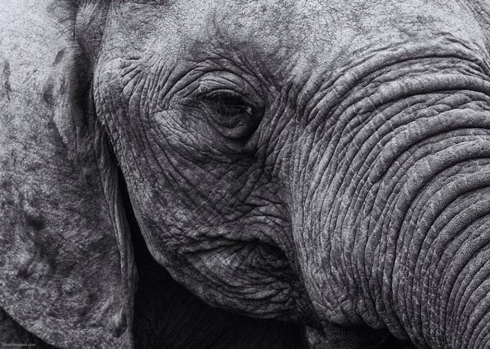 Elefant Elephant
