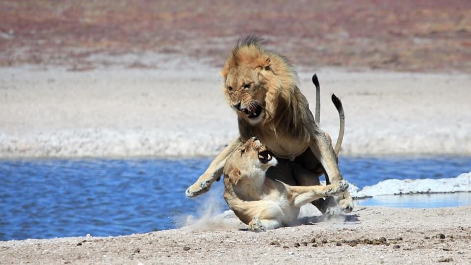 Löwen Kampf