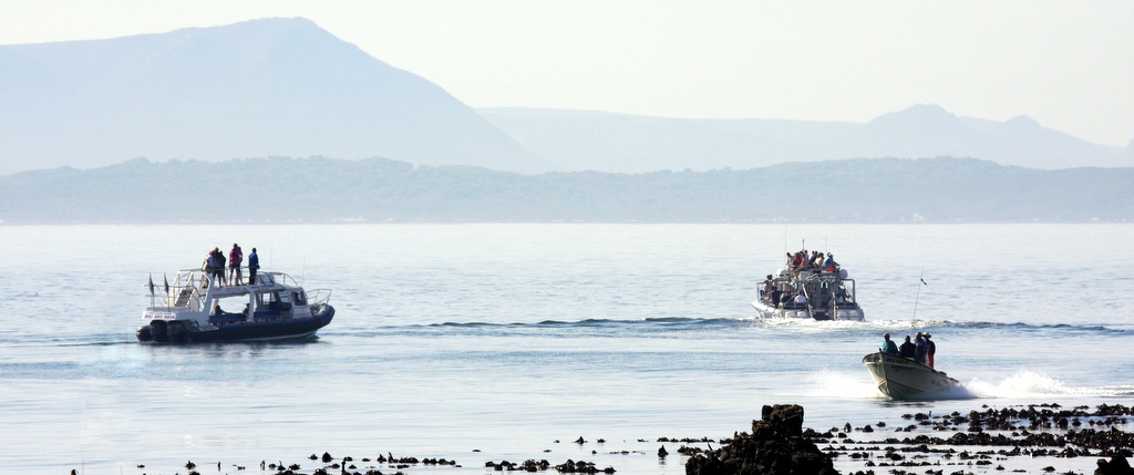 Walbeobachtung in Kleinbaai (Gansbaai) vom Boot aus. Gansbaai liegt ebenfalls an der Cape Whale Coast Route