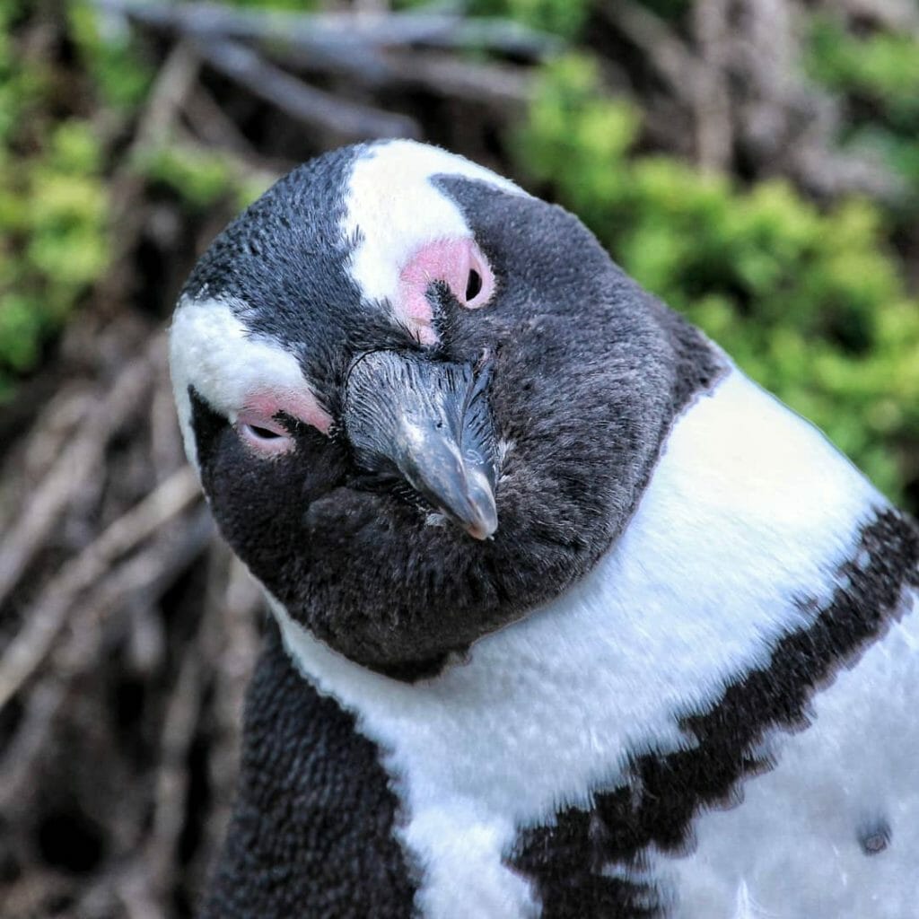 Pinguin Afrikanischer Brillenpinguin