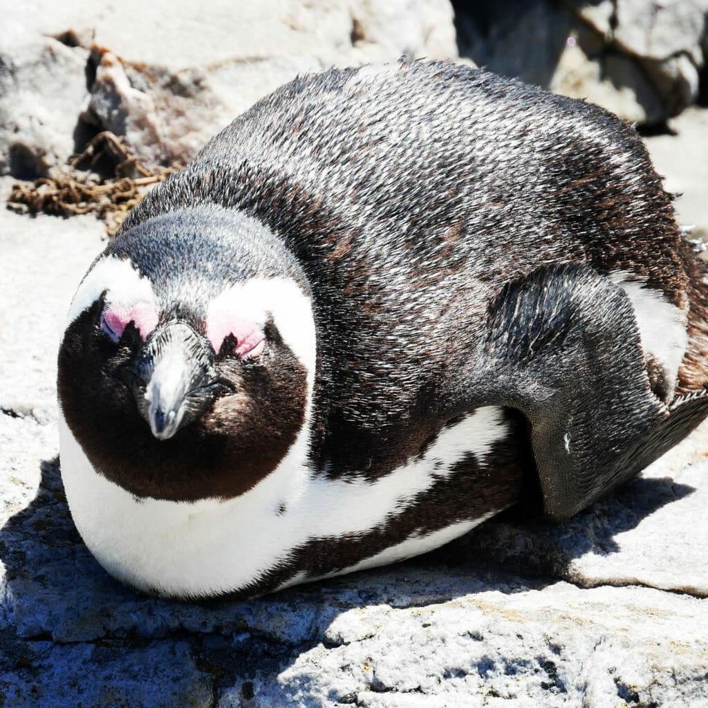 Pinguin Afrikanischer Brillenpinguin