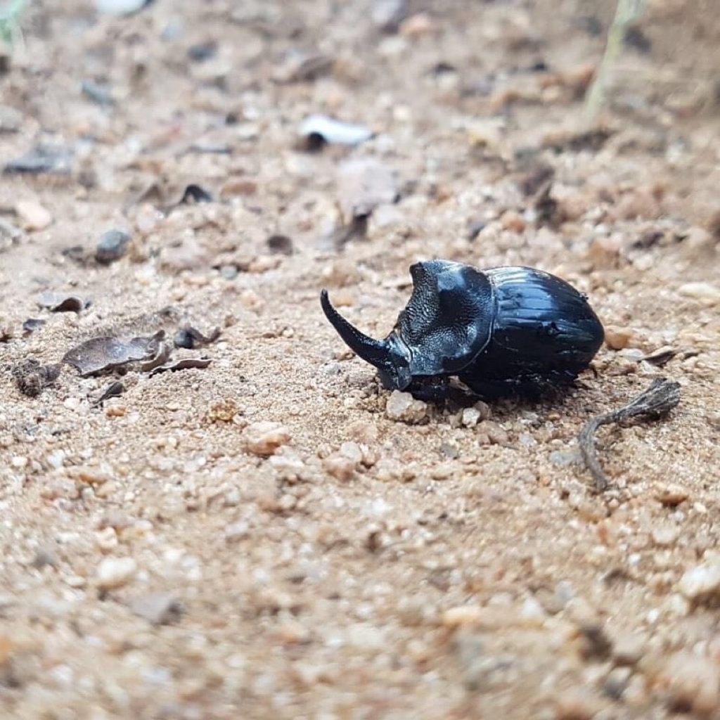 Nashorn Käfer