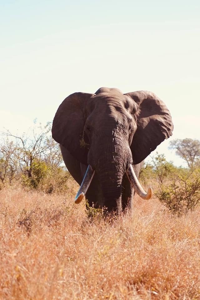 Elefant Tusker