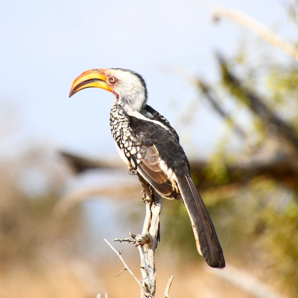 Hornbill @Hlane Royal National Park Eswatini aka Avitourism