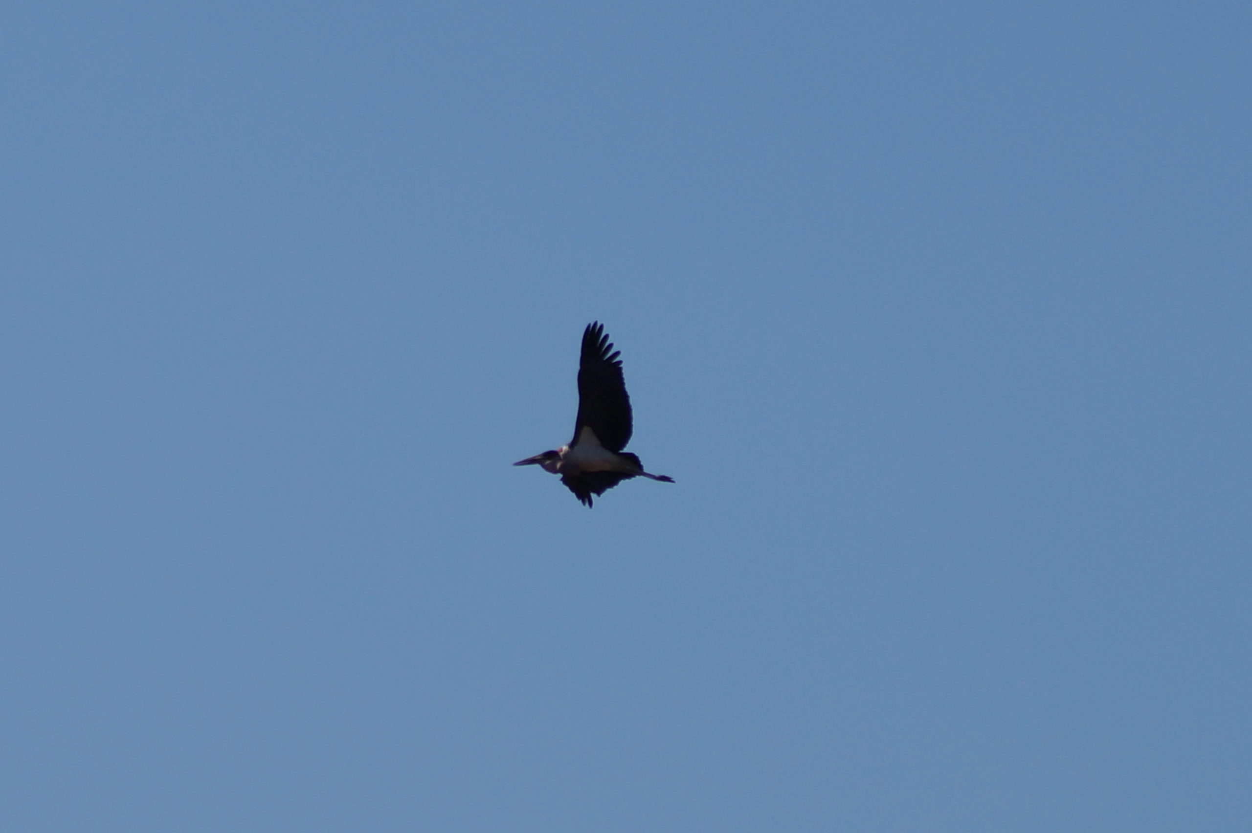 Marabu Storch im Flug